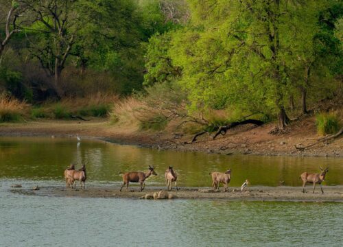 Chitwan : Diverse Flora and Fauna