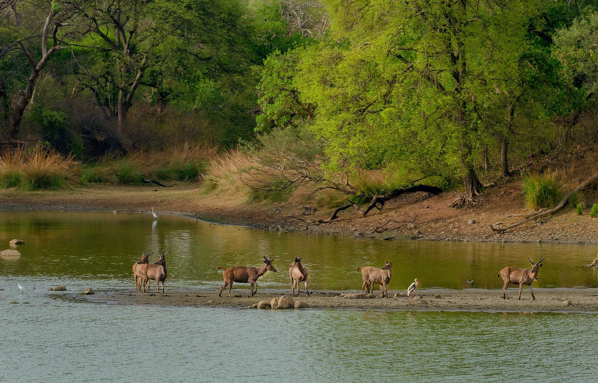 Chitwan : Diverse Flora and Fauna